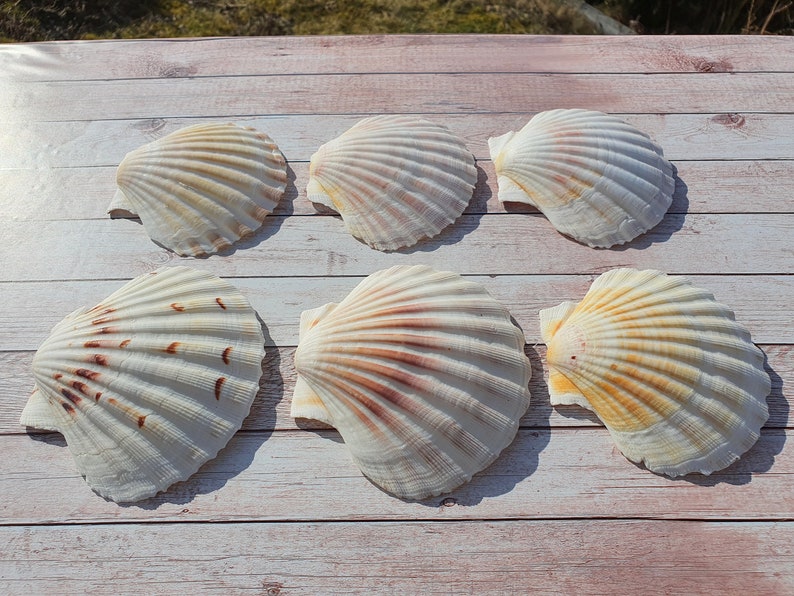 Scallop Shells Large UK Washed White Natural Scallop Shell Etsy