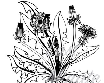 Pusteblume Botanische Zeichnung || Erwachsenen Malseite