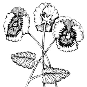 Pansies Printable Instant Digital Download, pansy flower Drawing | adult coloring page
