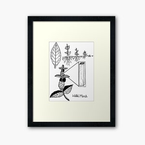 Mint Botanical Drawing | Adult coloring page