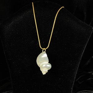 Pearly sea snail pendant and gold-plated chain