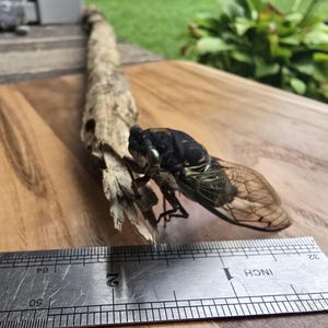 Cindy the Cicada-A Cicada with Spunk! Real Insect Specimen, oddities and curiosities, entomology gift