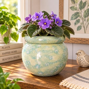 May include: A vibrant African violet plant with purple flowers and dark green leaves potted in a round, light green ceramic planter with a speckled, glossy finish. The planter has a wide, rounded body and a distinct rim, showcasing a mottled texture.