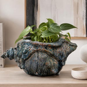 May include: A ceramic planter shaped like a large conch shell with a glossy, mottled blue and brown glaze. The shell contains a green leafy plant with heart-shaped foliage. The surface of the planter has a textured, organic appearance.