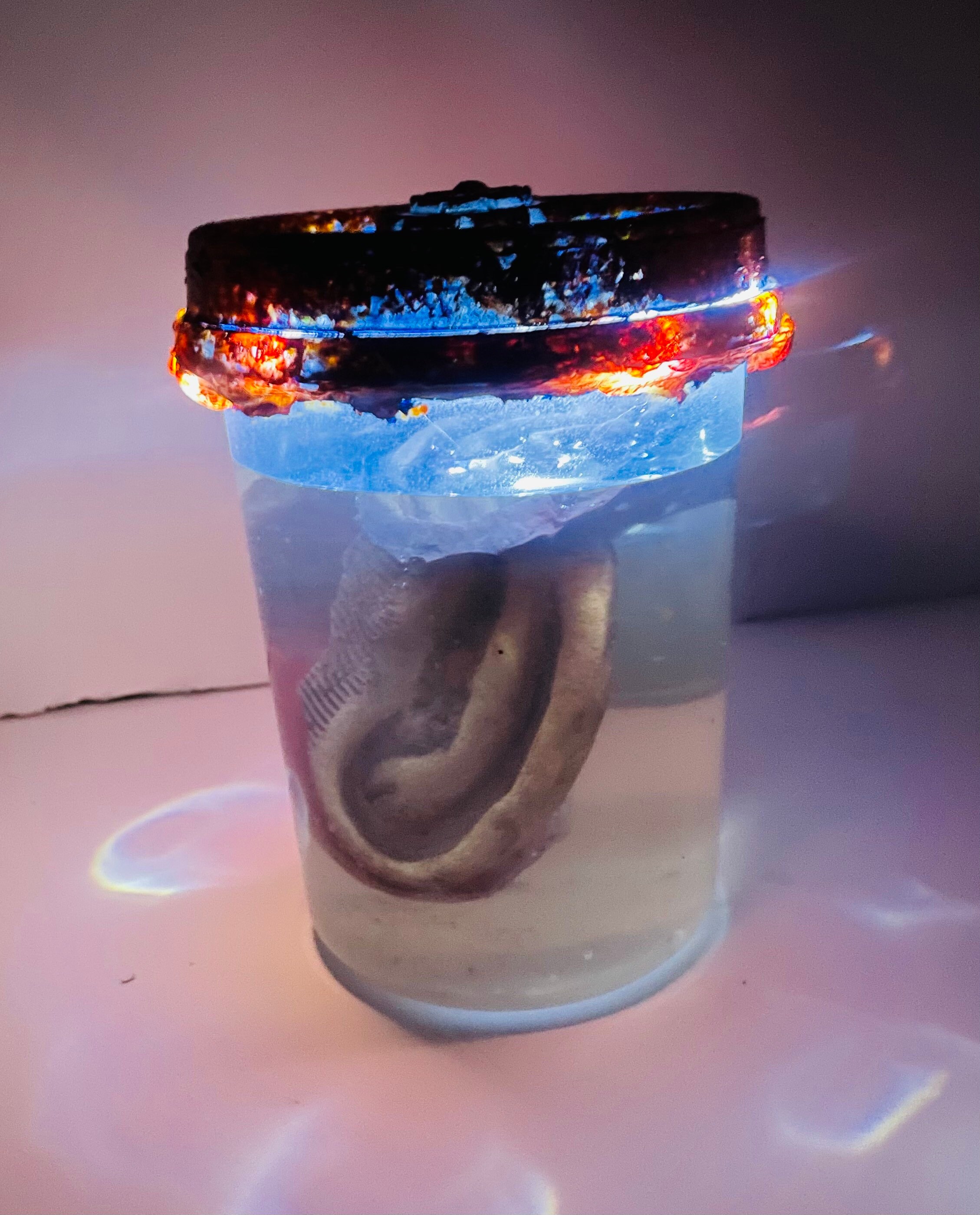 Ear Specimen Jar Etsy