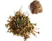 LARGE Rose of Jericho Resurrection Flower Plant Selaginella Lepidophylla Blessing Money Love Abundance Fortune Drawing Dinosaur