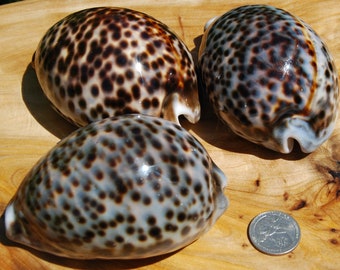 ONE XL Tiger Cowrie Shell Cypraea tigris Cowry