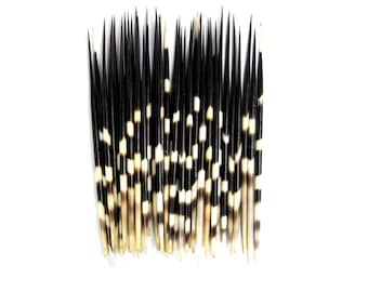 10 African Porcupine Quills Striped 9-12 Inch African Art