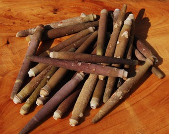 10pc Sea Urchin Spines, 2" to 3.5"