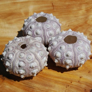 May include: Three pale lavender sea urchin shells with white, raised, circular tubercles and a central opening. The shells feature a radial, segmented pattern with a textured, calcified surface, showcasing natural variations in color and form.