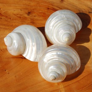 ONE 2in Pearlized Silvermouth Turbo Shell, Polished Mother of Pearl Turbo argyrostoma Seashell