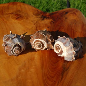 Puede incluir: Tres conchas de murex con patrones en espiral marrones y blancos y espinas puntiagudas. Cada concha presenta un centro en espiral distintivo y una superficie exterior texturizada con crestas. Las conchas están dispuestas en una fila horizontal, mostrando su coloración natural y sus formas orgánicas complejas.