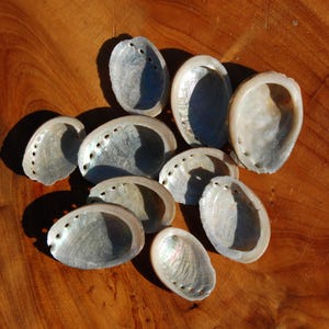 May include: A collection of ten iridescent abalone shells with smooth, pearlescent interiors and a series of small, aligned holes along one edge. The shells display natural variations in silver, blue, and green tones with a glossy finish.