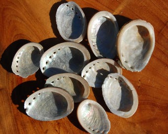 6 piezas de pequeñas conchas de abulón negro de 1-2 pulgadas, suministros para manualidades naturales