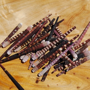 Puede incluir: Un conjunto de espinas de erizo de mar en tonos marrones, morados y blancos, con patrones de rayas. Las espinas están dispuestas sobre una superficie de madera marrón claro, creando una exhibición natural y texturizada.