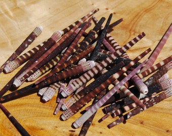 25-30pcs Tiger Urchin Spines Purple, 15g 1.25in to 2.75in