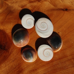 May include: A collection of six circular opercula shells arranged in a circular pattern. Three shells feature a smooth, cream-colored surface with a distinct spiral design, while the other three display a dark brown to black gradient finish.