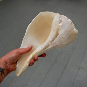 Può includere: Una grande conchiglia di colore bianco sporco con un interno liscio e lucido e un esterno strutturato e striato. La conchiglia presenta un'ampia apertura allungata che si restringe verso un'estremità, mostrando sfumature naturali crema e beige.