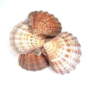 May include: A cluster of three fan-shaped scallop shells arranged in an overlapping pattern. The shells feature a textured surface with radiating ridges and a color palette of cream, tan, and deep reddish-brown hues with distinct striped markings.