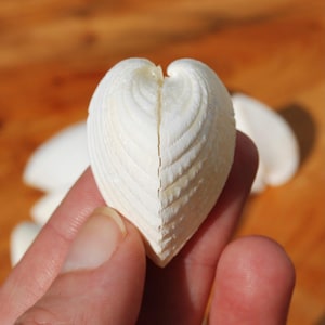 May include: A close-up of a white seashell shaped like a heart. The shell has a textured surface with a ribbed pattern. Other shells are visible in the background. The shell is being held by a person.