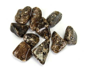 XLサイズの紫色のトップタイガータカラガイの殻1個 Cypraea tigris