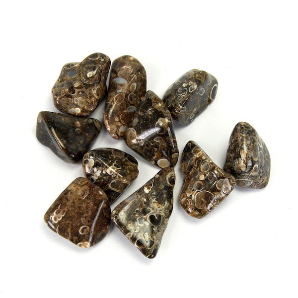 Turritella Fossil Agate Tumbled Stones Medium