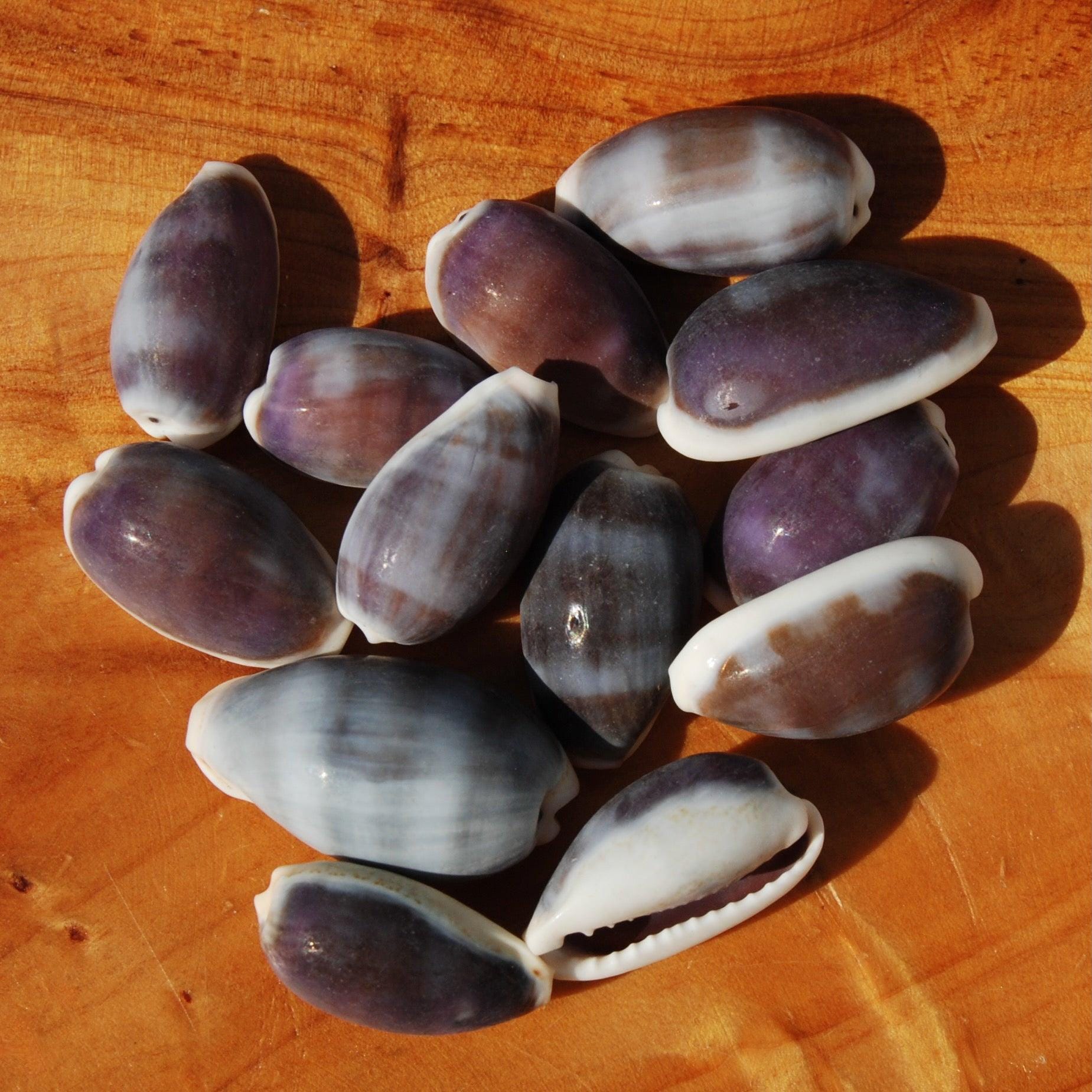 10pcs Purple Top Cowrie Shells, Cypraea erones Cowry Shells