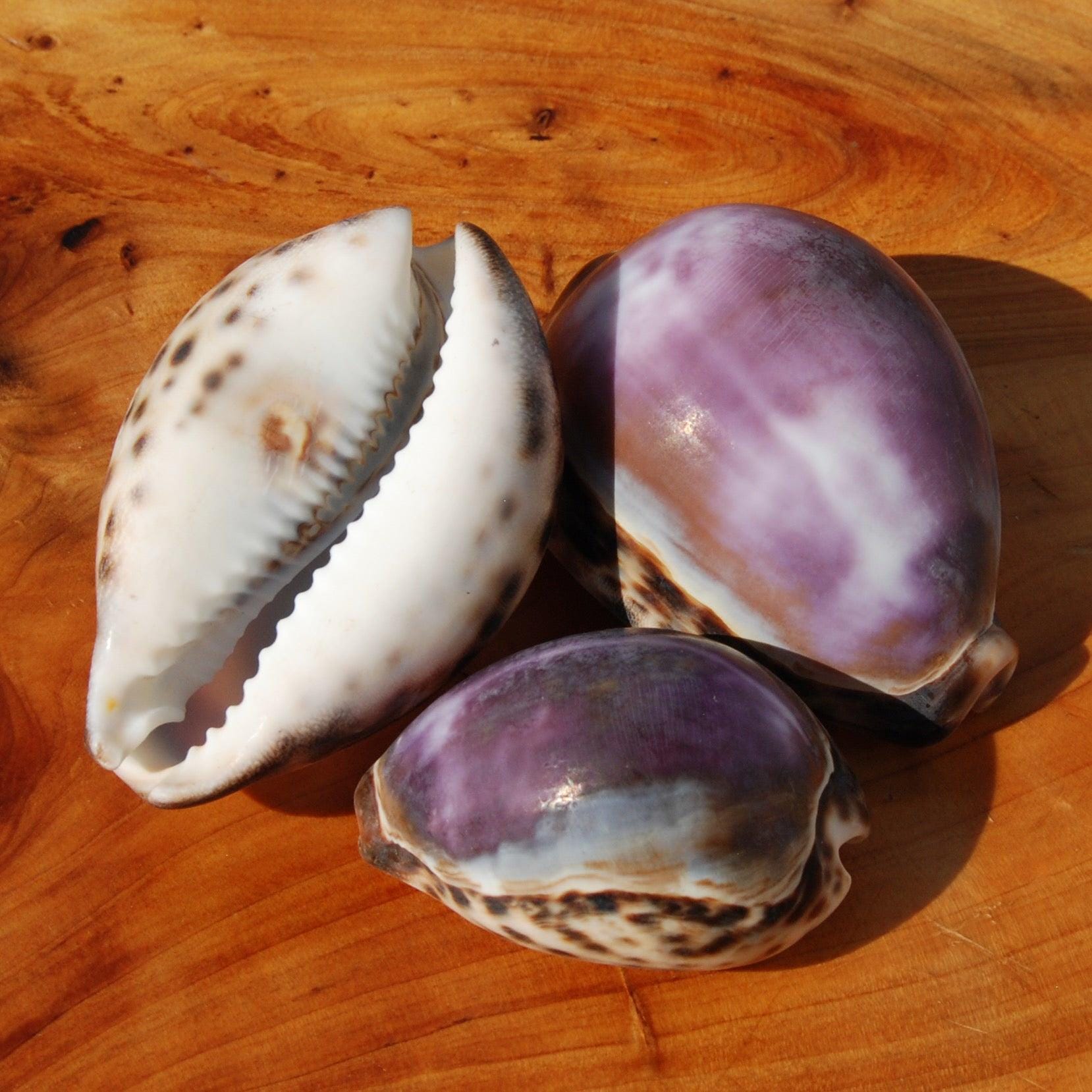 XLサイズの紫色のトップタイガータカラガイの殻1個 Cypraea tigris