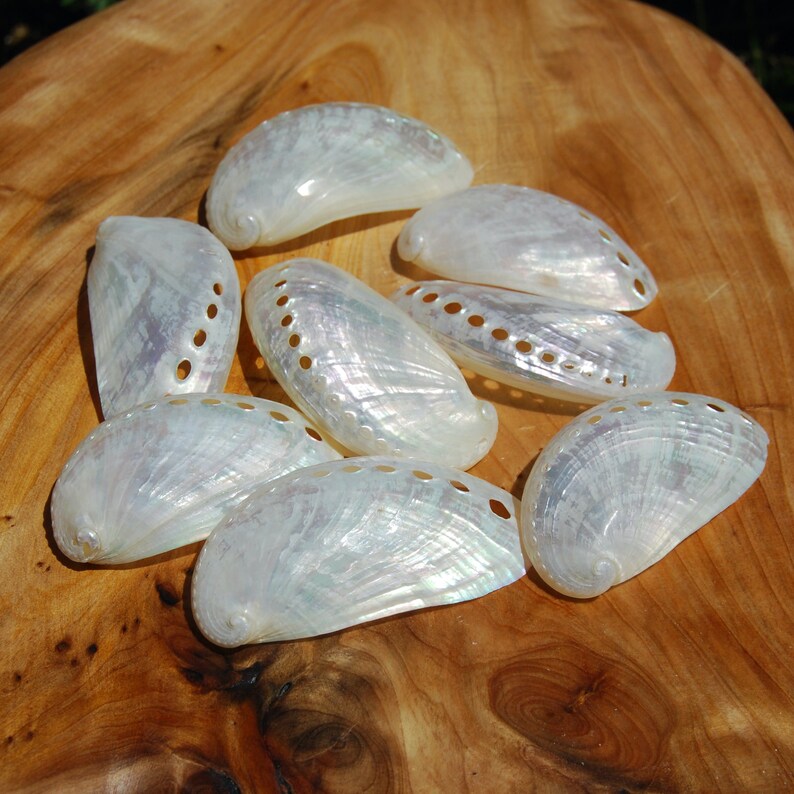 6pc Pearlized Mule Ear Abalone Shells Haliotis Asinina - Etsy