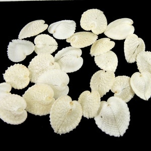May include: A collection of small, white, heart-shaped seashells with a textured surface. The shells are arranged in a circle on a black background.