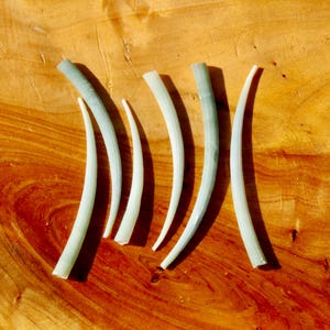 6pcs XL Dentalium Shells 2.25" to 2.75" Natural Green Tusk Shell Craft Supplies