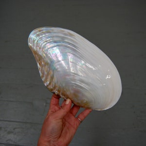 May include: A large, iridescent seashell with a pearlescent sheen. The shell is primarily white with hints of gold, blue, and pink, and has a smooth, curved shape. The shell's surface reflects light, creating a shimmering effect. The shell is a natural decorative item.