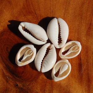 May include: A collection of six off-white cowrie shells arranged in a cluster. Each shell features a smooth, glossy exterior surface and a characteristic elongated opening with serrated, tooth-like edges along the central slit of the shell.