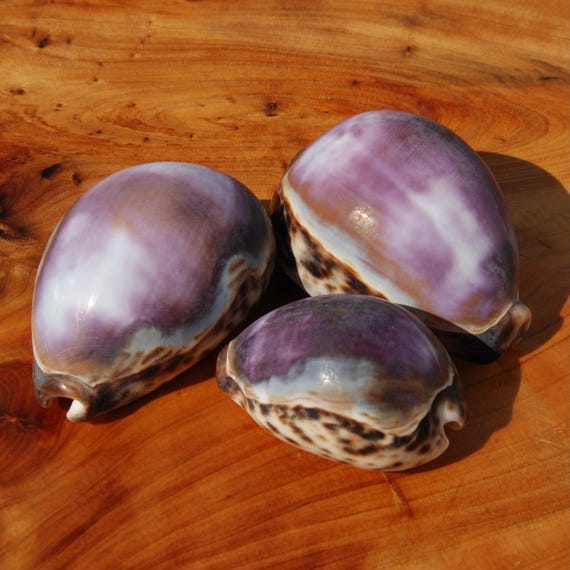 XLサイズの紫色のトップタイガータカラガイの殻1個 Cypraea tigris