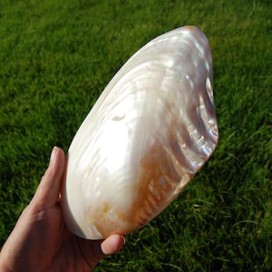 May include: A large, elongated seashell with a smooth, iridescent surface that displays a pearlescent sheen. The shell features a curved, asymmetrical shape with subtle ridges and a gradient of white, cream, and soft pink tones throughout.
