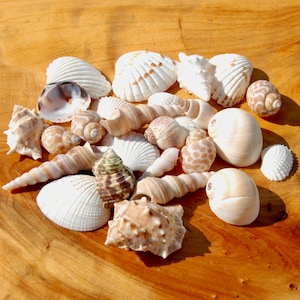 May include: A collection of various seashells in shades of white, cream, and tan. The assortment includes spiral-shaped shells, ridged bivalves, and rounded gastropods with spotted patterns, all displayed together in a single cluster.