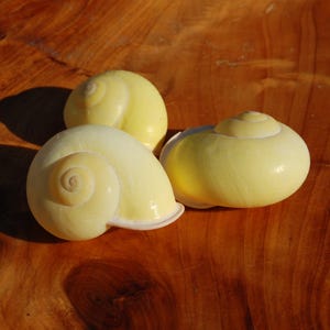 JEDNA żółta muszla ślimaka lądowego 2", naturalna muszla kanarka Calocochlea festiva