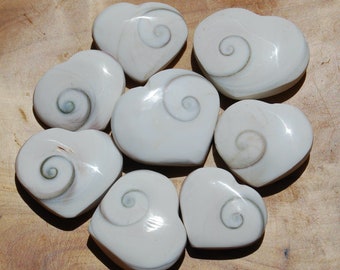 ONE Eye Of Shiva Shell Heart, Pacific Operculum Cat's Eye Seashell