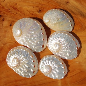 Könnte beinhalten: Fünf irisierende Abalone-Muscheln mit perlmuttweißer Oberfläche und natürlichen Spiralmustern. Jede Muschel hat einen geschwungenen Rand mit einer Reihe kleiner, ausgerichteter Löcher. Die Muscheln haben eine glatte, glänzende Textur mit subtilen Regenbogenreflexen.