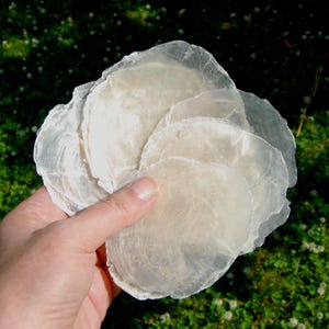 Könnte beinhalten: Eine Sammlung dünner, durchscheinender, kreisförmiger Scheiben aus natürlicher Capiz-Muschel. Diese flachen, cremeweißen und halbtransparenten Muschelstücke weisen unregelmäßige, organische Kanten und eine glatte, perlmuttartige Oberflächenstruktur auf.