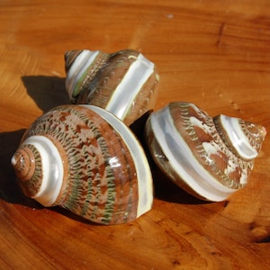 JEDEN pasiasty gobelin Turbo Shell 2.5" Muszla z masy perłowej, Turbo petholatus