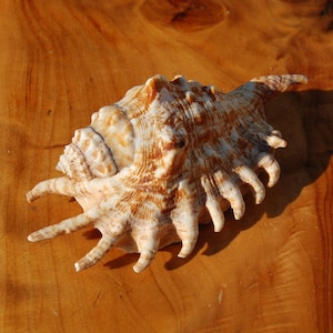 May include: A sea shell featuring a spiraled, conical shape with a textured surface. The shell displays a color palette of cream, tan, and brown, with prominent, elongated, finger-like protrusions extending from the base and a pointed spire.