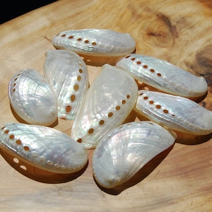 May include: A collection of eight iridescent white abalone shells with holes drilled around the edges. The shells are arranged on a wooden surface.