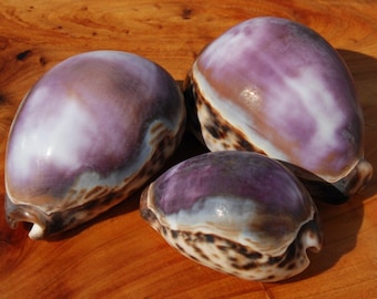 ウニ／クロウニ棘付き標本5個 No.157 オンラインストア】 白色が美しい