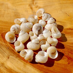 May include: A collection of small, off-white spiral seashells with visible ridges and hollow centers. The shells vary slightly in size and shape, displaying a natural, smooth texture and a translucent, pale cream coloration throughout the group.