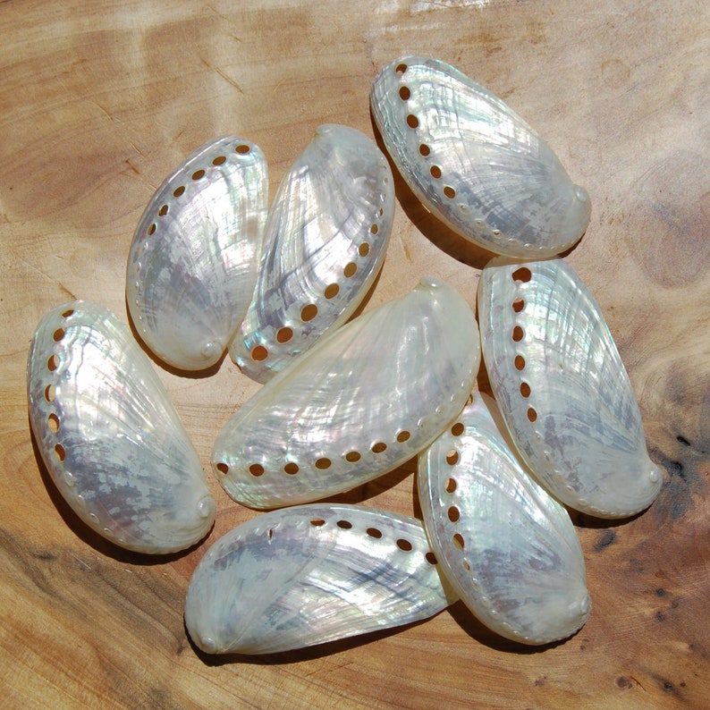 6pc Pearlized Mule Ear Abalone Shells Haliotis Asinina - Etsy