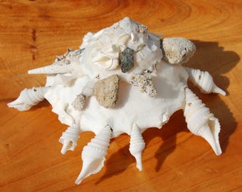 タカラガイ 貝殻 \"Tigris Rusty” タイガーパータン XLサイズの紫色のトップタイガータカラガイの殻1個 Cypraea tigris