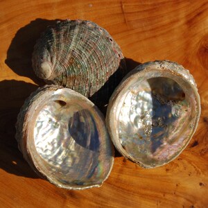 EINE 3-4 in Abalone Shell Natural Seashell Küstendekor