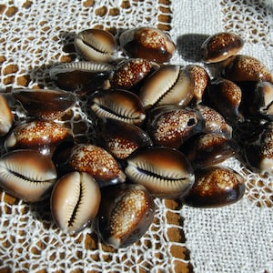 Medium Sliced Cowrie Shells From Africa, 100 pieces