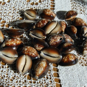 Medium Sliced Cowrie Shells From Africa, 100 pieces